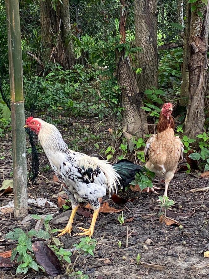 Kebun Lisdtari Farmstay Air Hangat Bagian luar foto